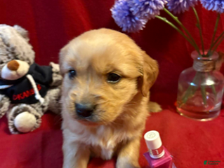 Golden Retriever dogs Trixie - Ad 37
