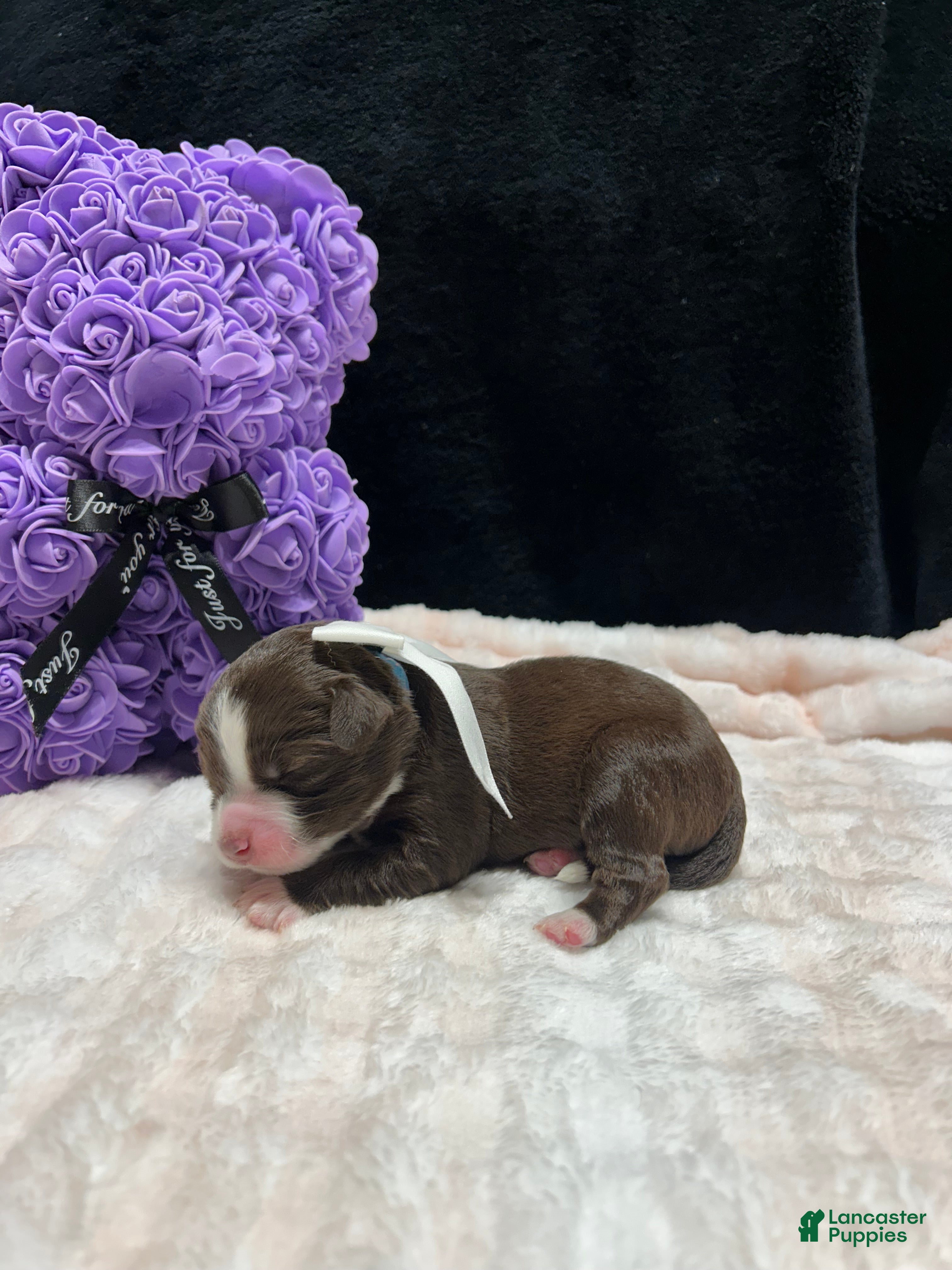 Mixed Breed dogs love - Ad 14