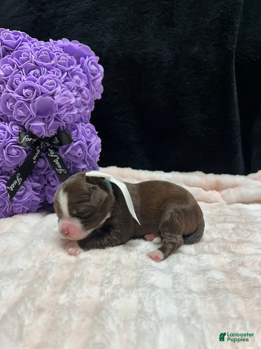 Mixed Breed dogs for sale: love - Ad 1