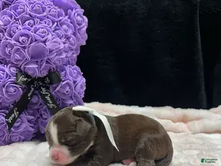 Mixed Breed dogs love - Ad 21