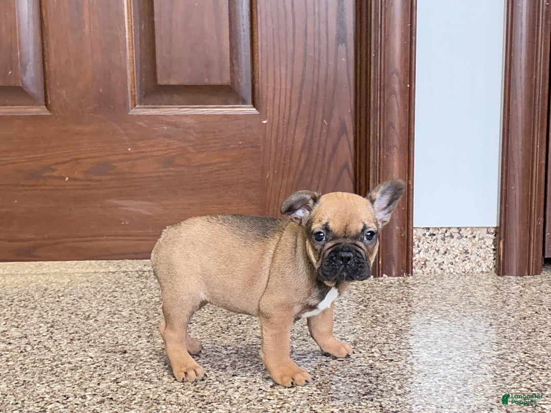 French Bulldog dogs for sale: French Bulldog Puppy 4 - Ad 7