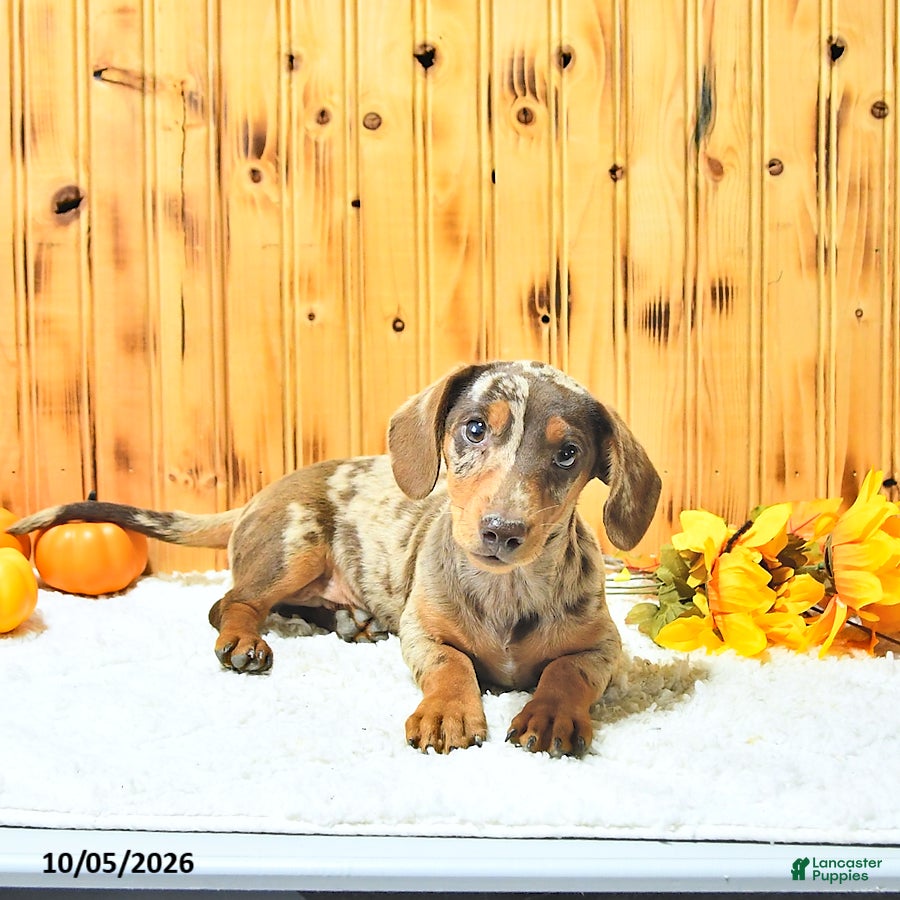 Brody (Dachshund, Male) in Ligonier, IN