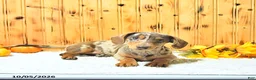 Miniature Dachshund dogs for sale: Brody - Ad 1