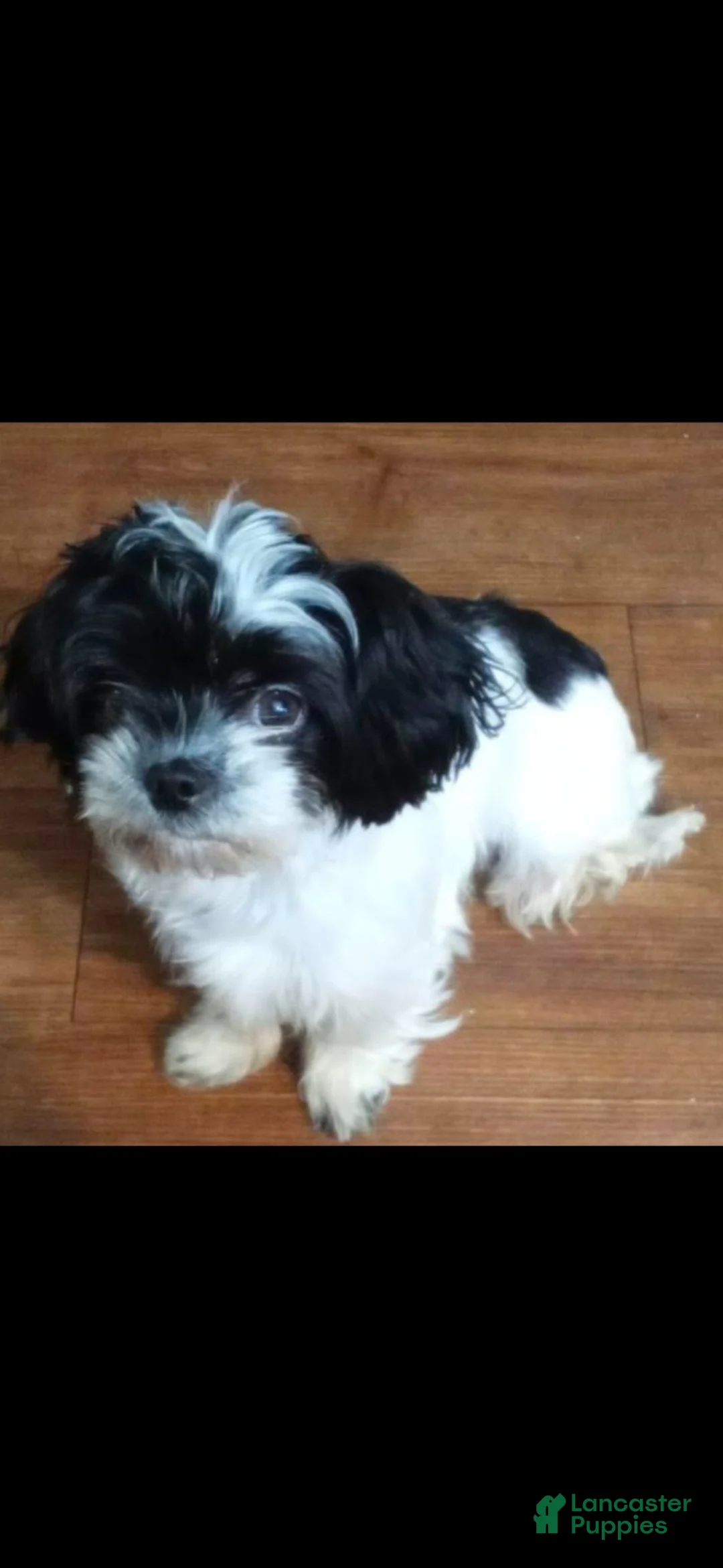 Maltipoo dogs for sale: RILEY  - Ad 2