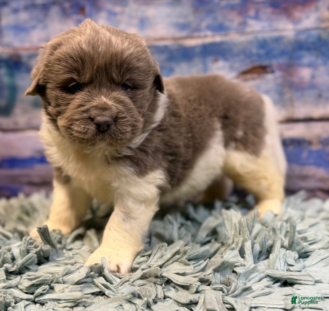 Mixed Breed dogs for sale: Steele OFA DNA  - Ad 6