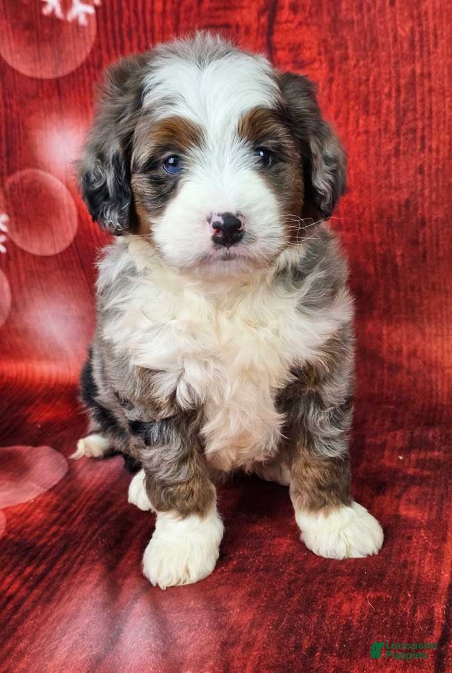 Mini Bernedoodle dogs Huxley - Ad 7
