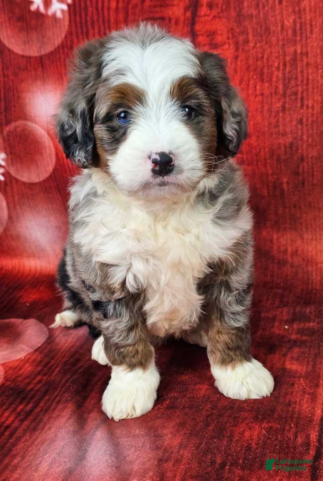 Mini Bernedoodle dogs for sale: Huxley - Ad 1