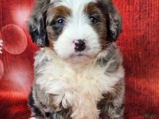 Mini Bernedoodle dogs Huxley - Ad 9
