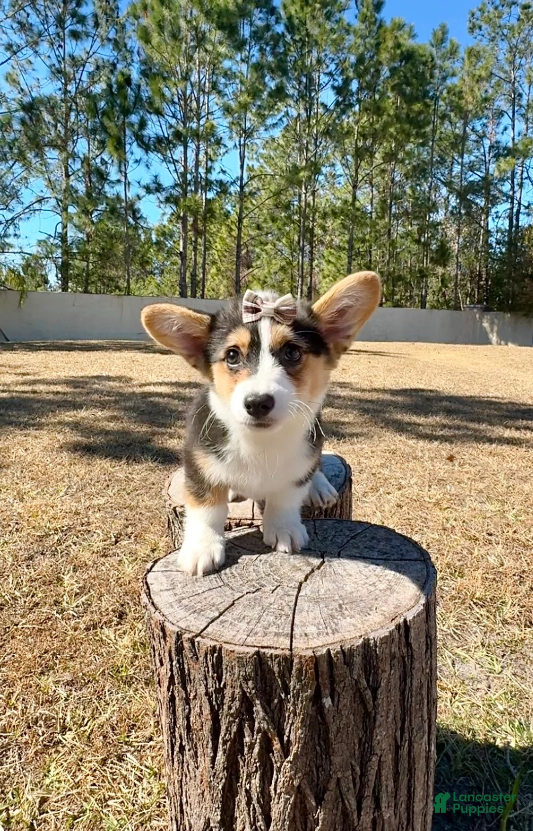 Mixed Breed dogs for sale: Star - Ad 8