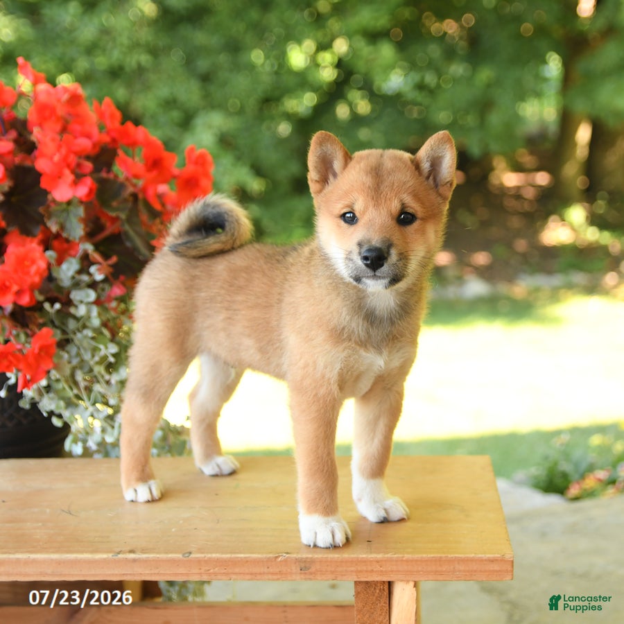 Shiba Inu dogs Keith - Ad 1