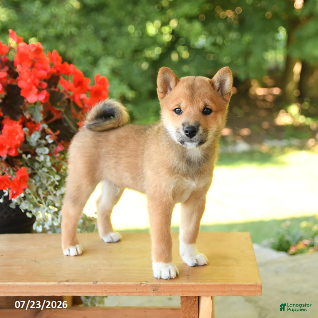 Shiba Inu dogs for sale: Keith - Ad 1