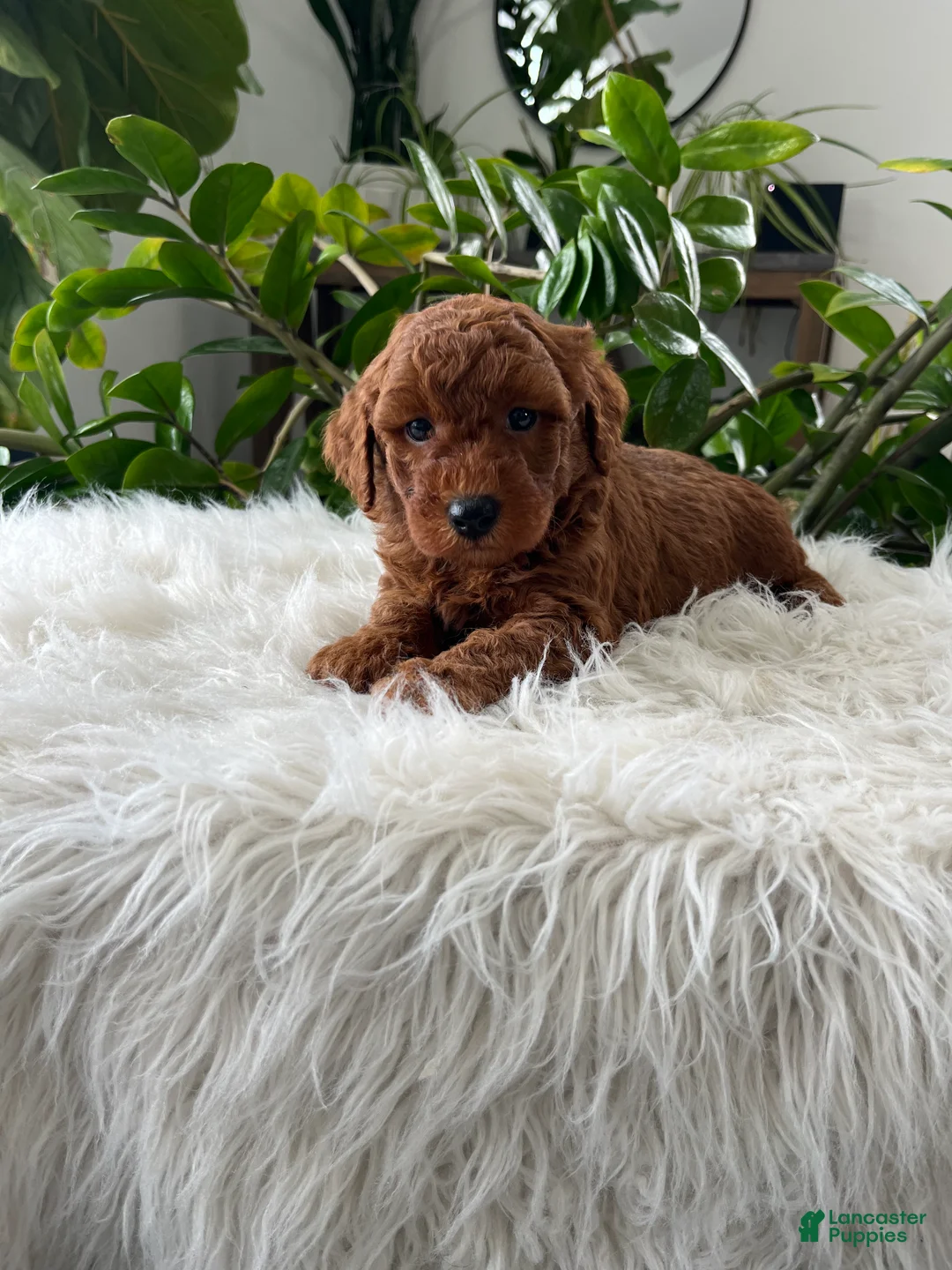 Mini Goldendoodle dogs for sale: Winston  - Ad 6