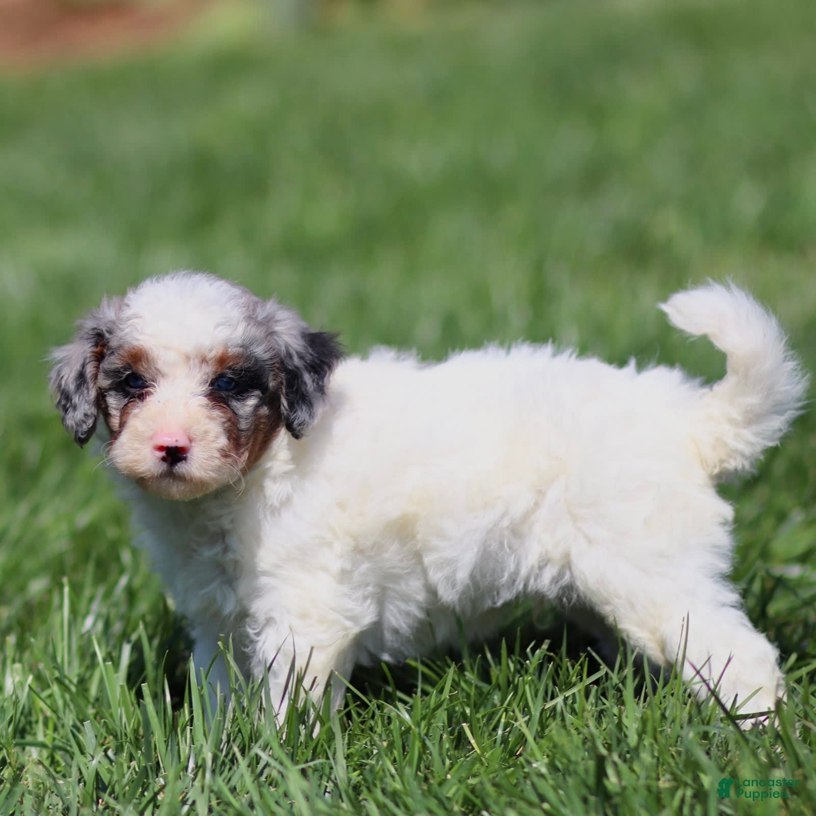 Mini Bernedoodle dogs Thorin - Ad 31