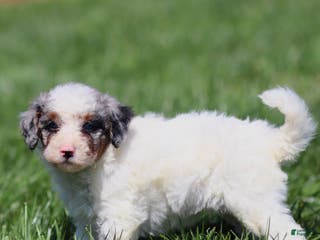 Mini Bernedoodle dogs Thorin - Ad 36