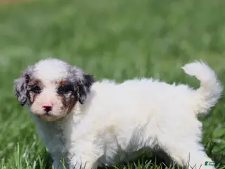 Mini Bernedoodle dogs Thorin - Ad 42