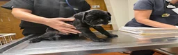 Boxer dogs for sale: Jasper AKC Euro - Ad 3