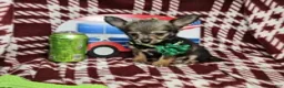 Chihuahua dogs for sale: Goober LH small M - Ad 5