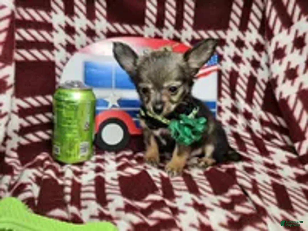 Chihuahua dogs for sale: Goober LH small M - Ad 5