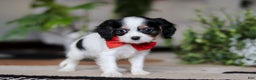 Cavalier King Charles Spaniel dogs for sale: Ziggy - Ad 4