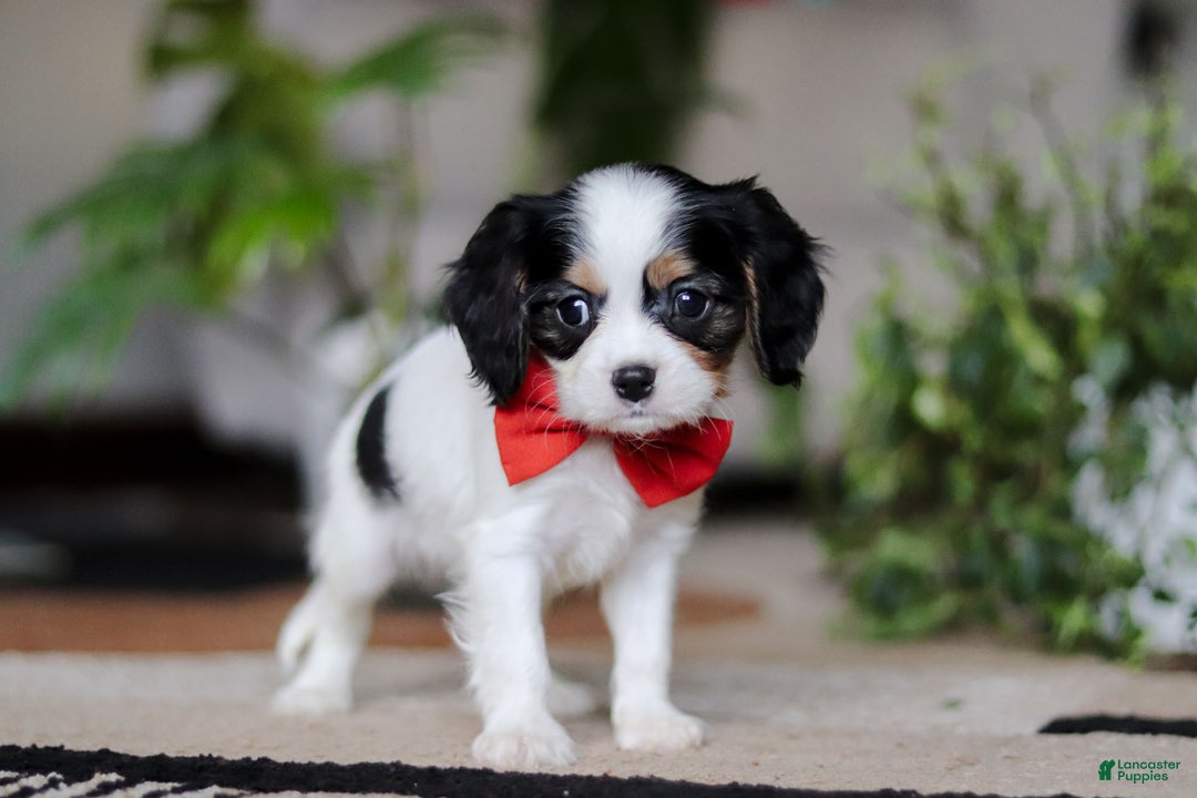 Cavalier King Charles Spaniel dogs for sale: Ziggy - Ad 4