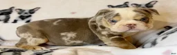 English Bulldog dogs for sale: Versace - Ad 69