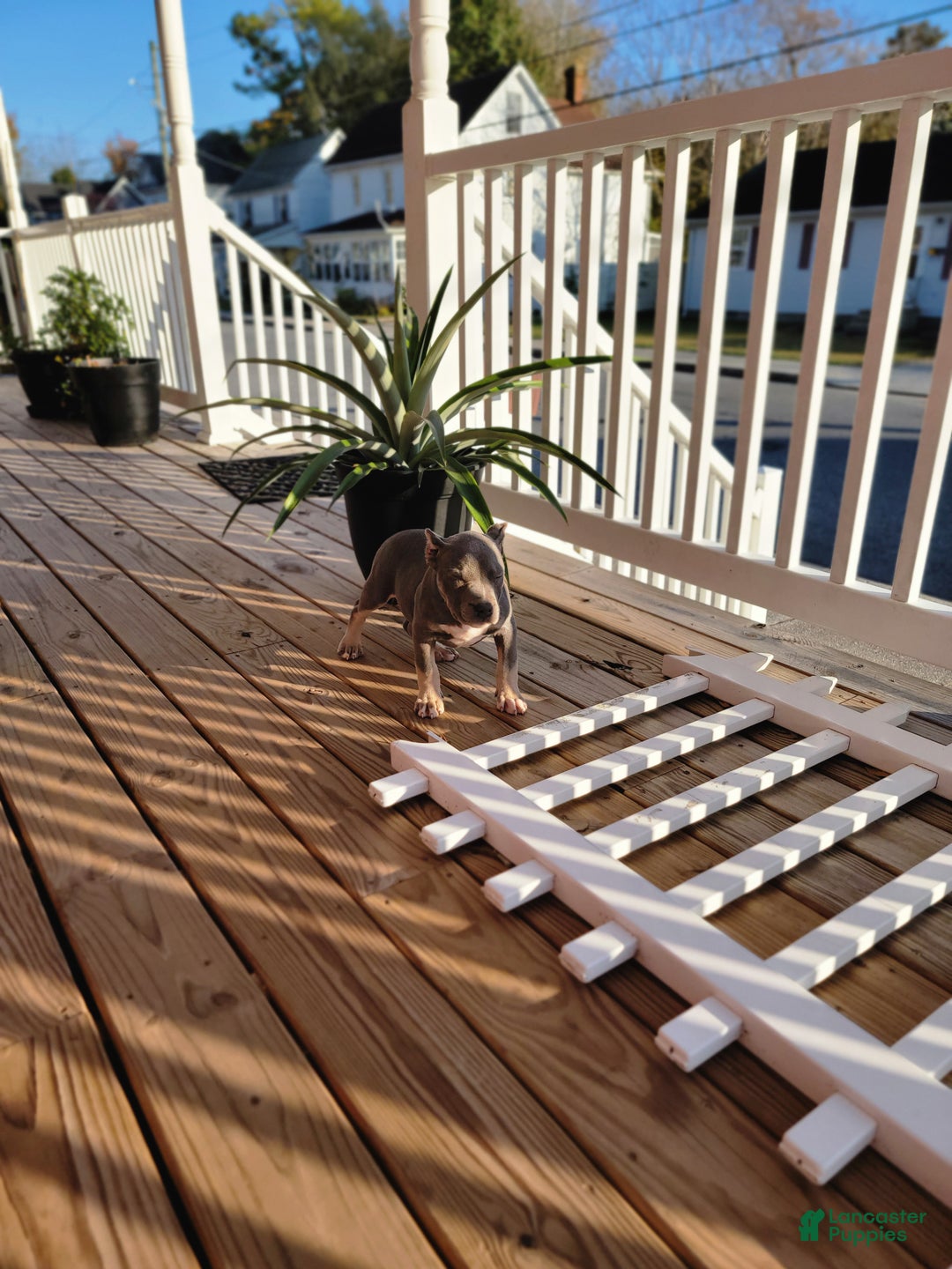 American Bully dogs for sale: American Bully Puppy 1 - Ad 8