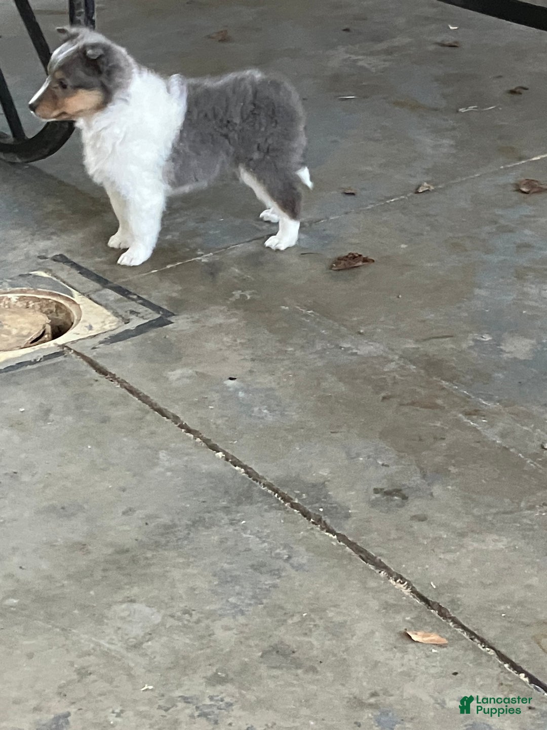 Shetland Sheepdog dogs for sale: Akc Birtha - Ad 2