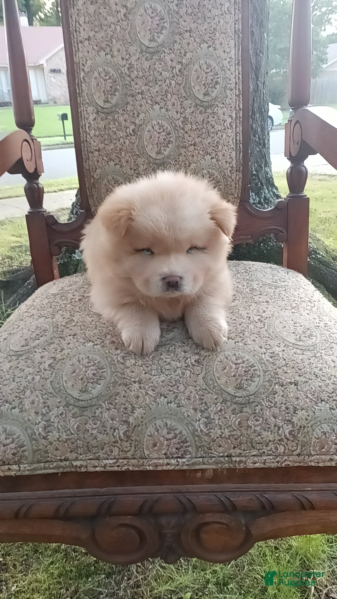 Chow Chow dogs for sale: Elsa - Ad 8