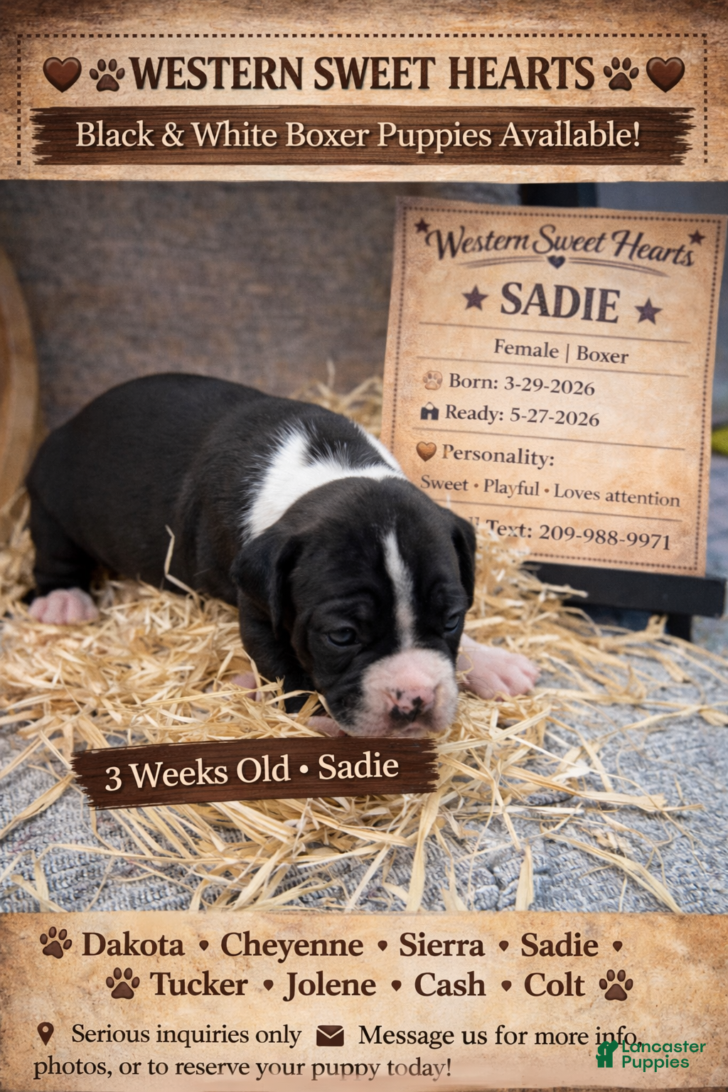 Boxer dogs Sadie- Female - Ad 1