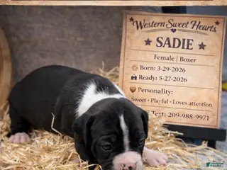 Boxer dogs for sale: Sadie- Female - Ad 3