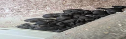 Presa Canario dogs for sale: Presa Canario 10 - Ad 2