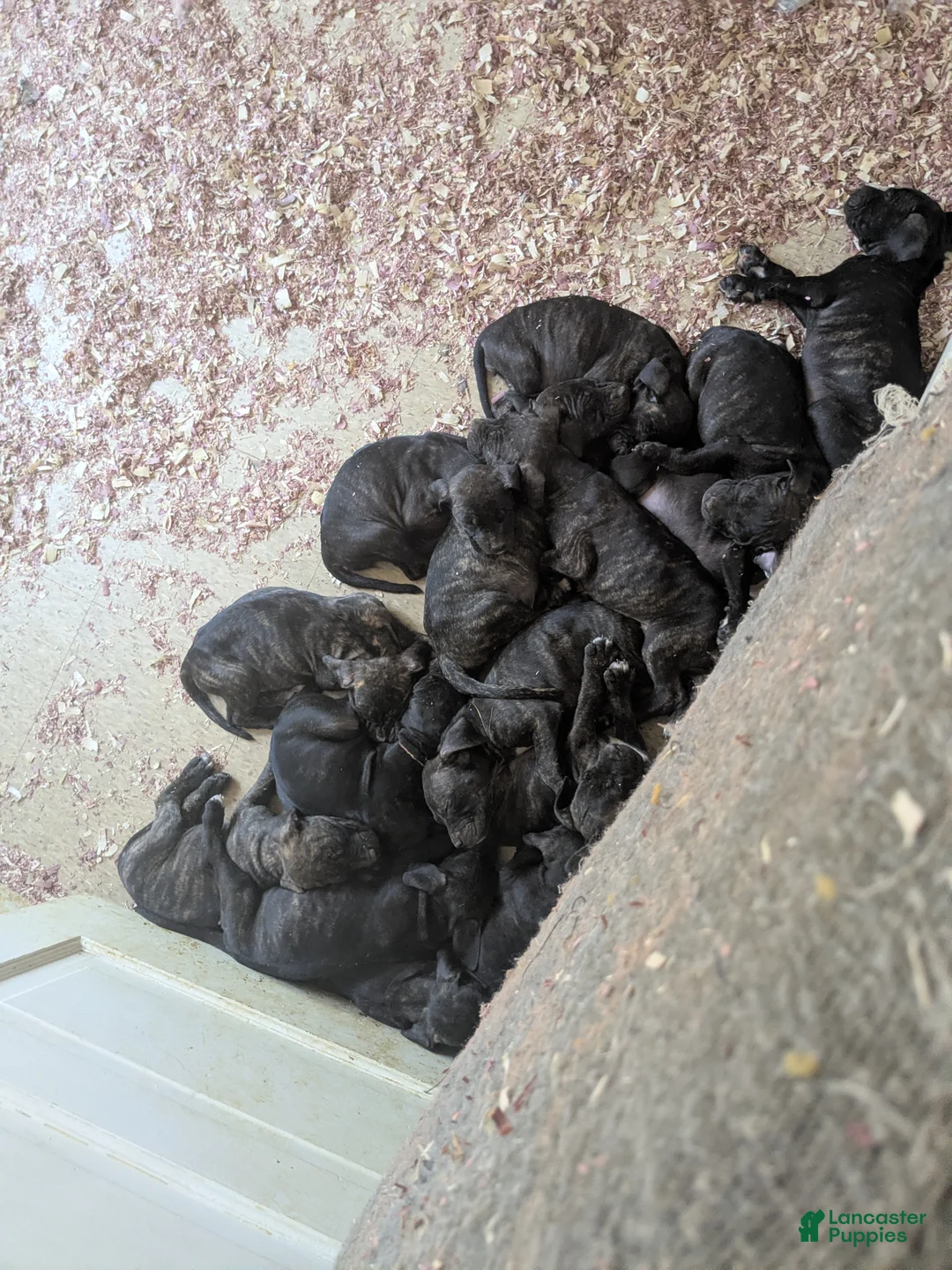 Presa Canario dogs for sale: Presa Canario 10 - Ad 2