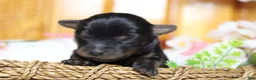 Yorkiepoo dogs for sale: Toughy - Ad 8