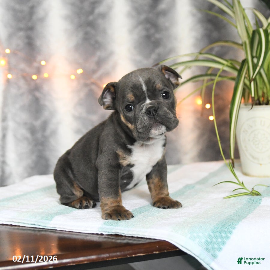 English Bulldog dogs Buddy - Ad 16