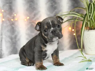 English Bulldog dogs Buddy - Ad 34