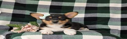 Welsh Corgi Pembroke dogs for sale: Marta AKC Registered - Ad 5