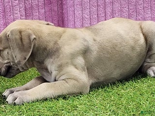 Catahoula Leopard Dog dogs Duchess 2025 Female 2 - Ad 13