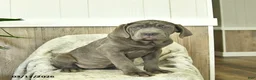 Cane Corso dogs for sale: Annie - Ad 5