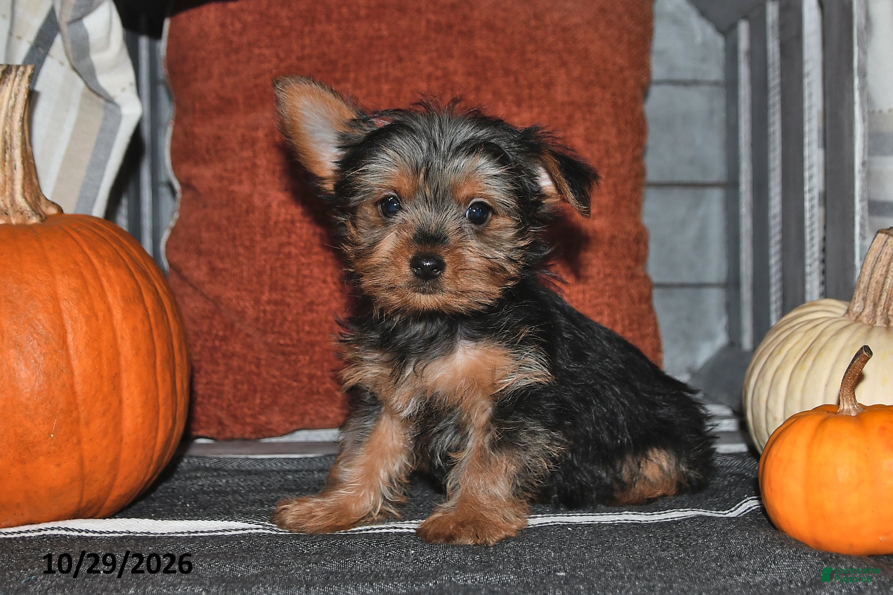 Yorkshire Terrier dogs for sale: Ralph - Ad 1