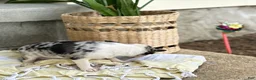 Chihuahua dogs for sale: Rosie - Ad 9