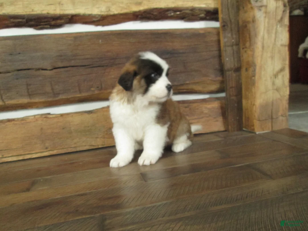 Saint Bernard dogs for sale: RAYDOE - Ad 3