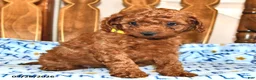Cavapoo dogs for sale: Amelia - Ad 4