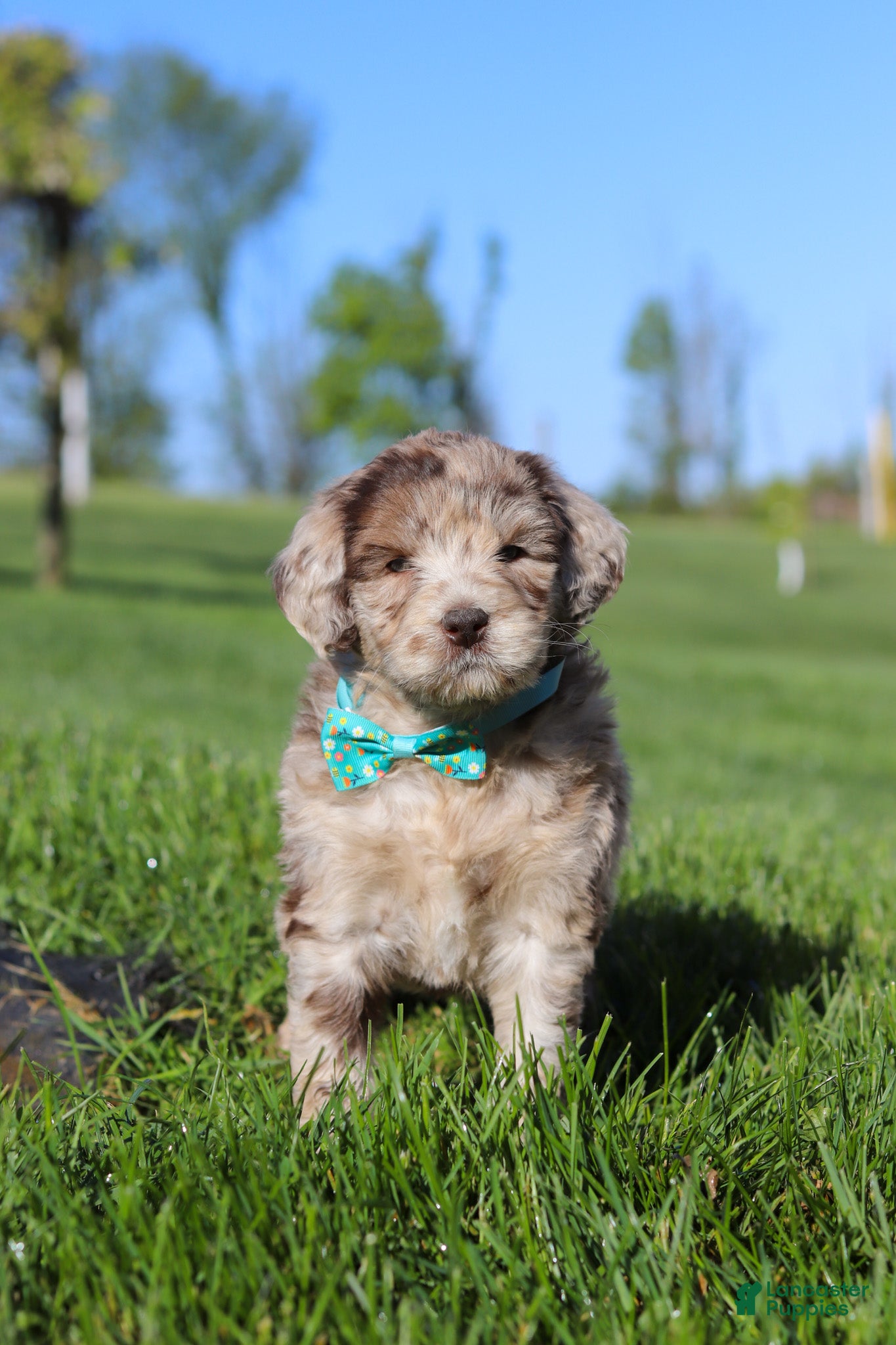 Newfypoo dogs Cliff - Ad 1