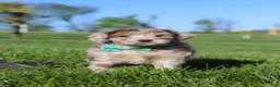 Newfypoo dogs for sale: Cliff - Ad 1