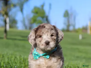 Newfypoo dogs for sale: Cliff - Ad 2