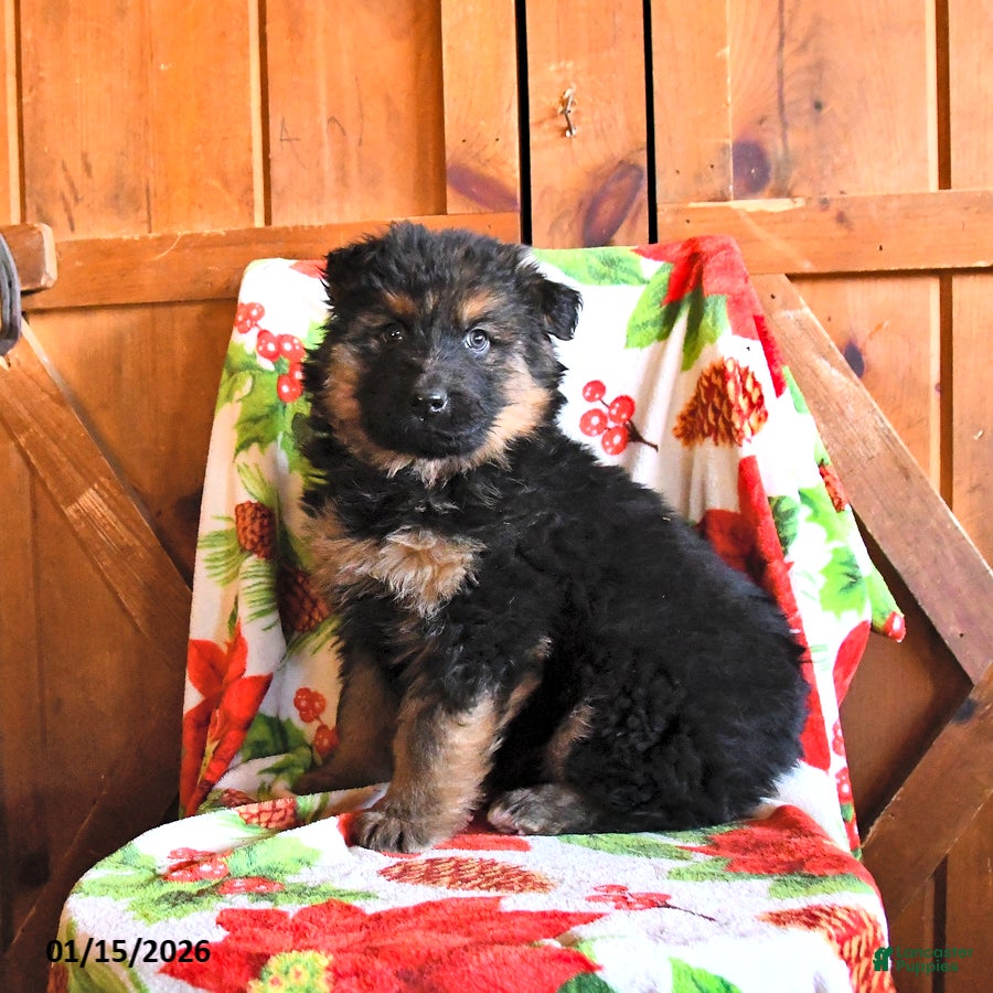 German Shepherd dogs Pirate - Ad 18