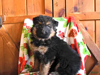 German Shepherd dogs Pirate - Ad 40