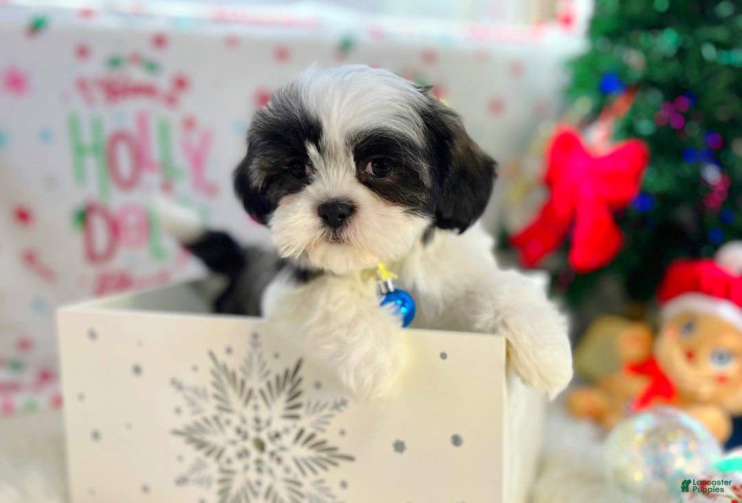 Shih Tzu dogs for sale: Jingles  - Ad 3