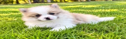 Pomeranian dogs for sale: Pomeranian  - Ad 2