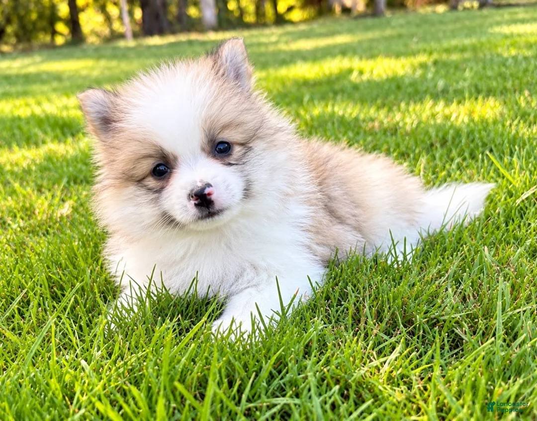 Pomeranian dogs for sale: Pomeranian  - Ad 2